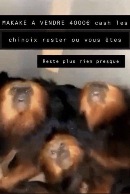 Makake à vendre 4000€ cash les chinois restez où vous êtes, reste plus rien presque